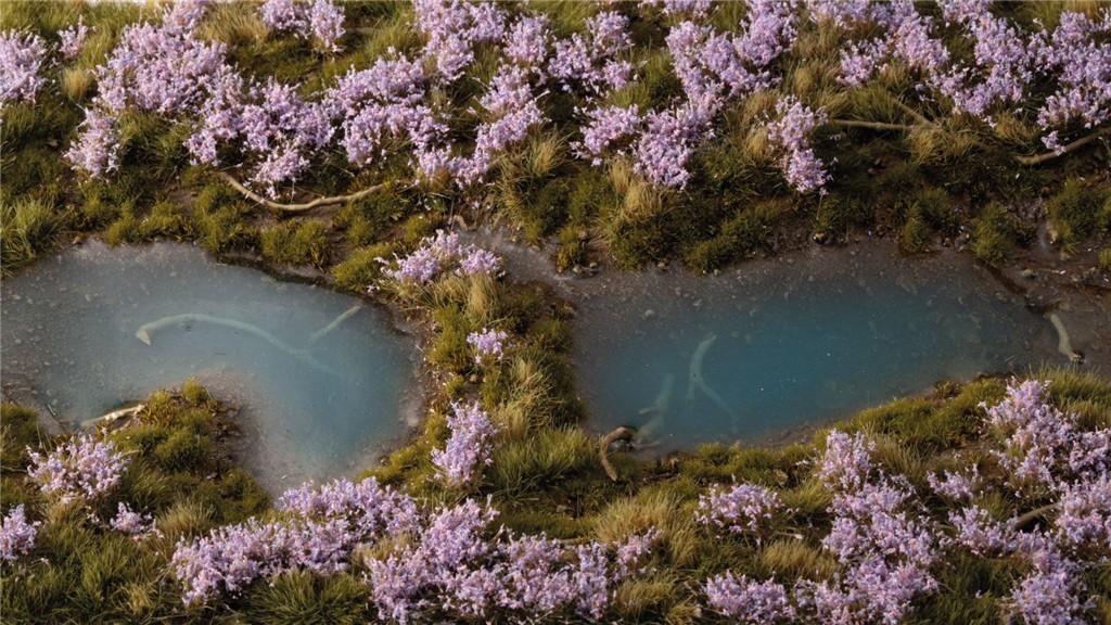 Gamers Grass: Lavender Flowers